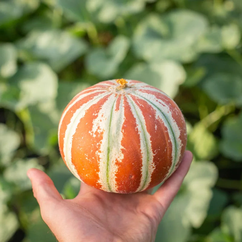 De definitie van biologische, reproduceerbare en heirloom zaden