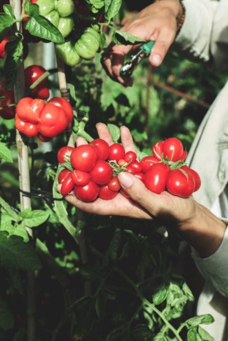 Moestuin gereedschap