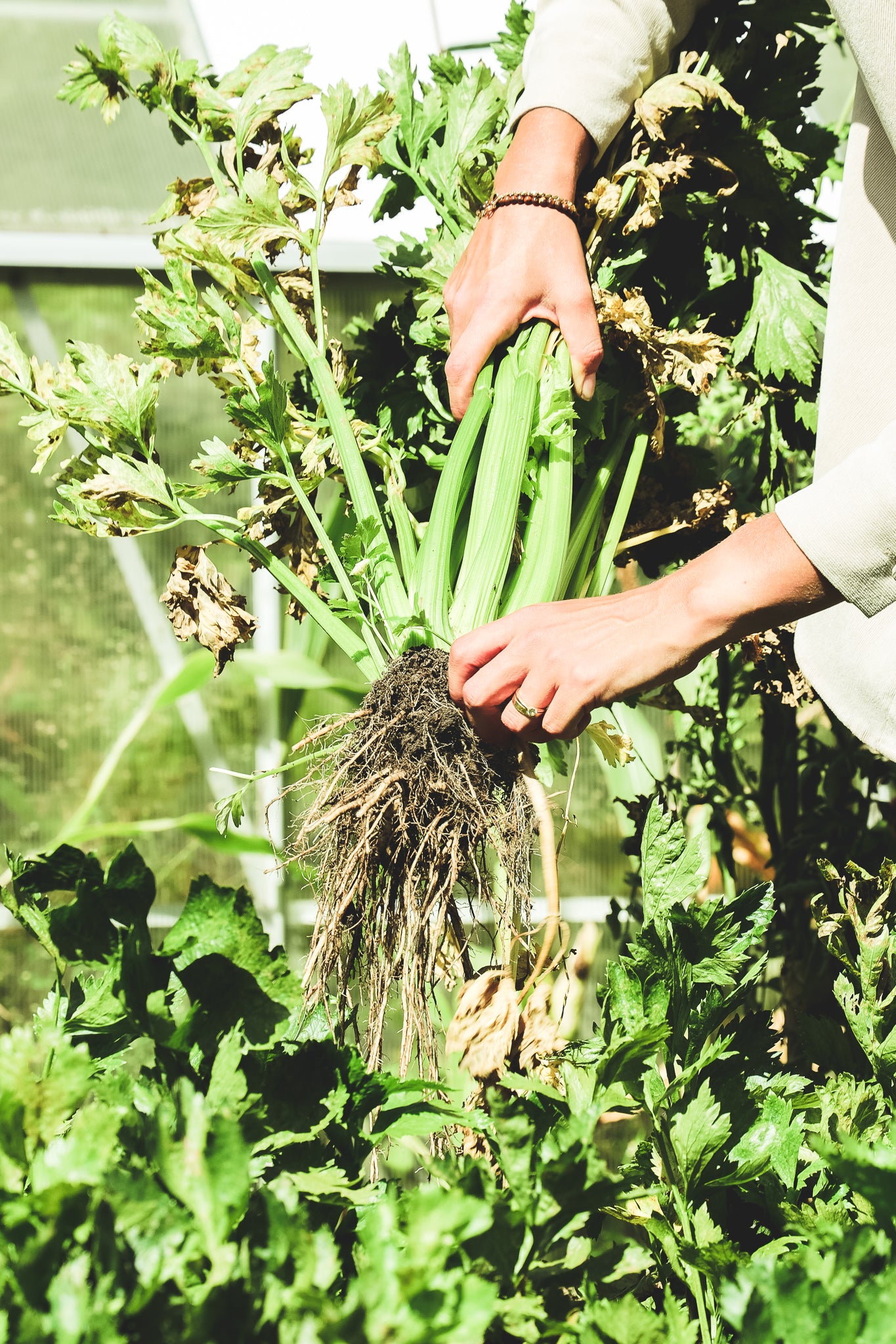 Moestuin grond & vermiculiet