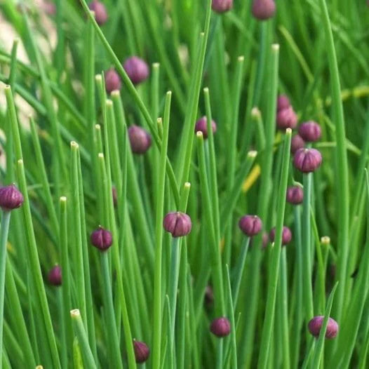 Bloemen en kruiden