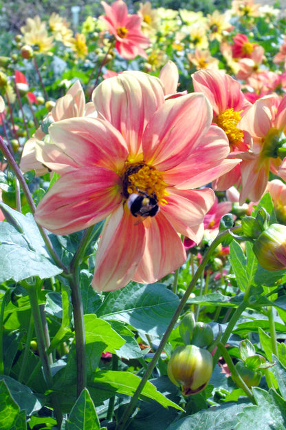 Eetbare dahlia's Mignon biologische zaden