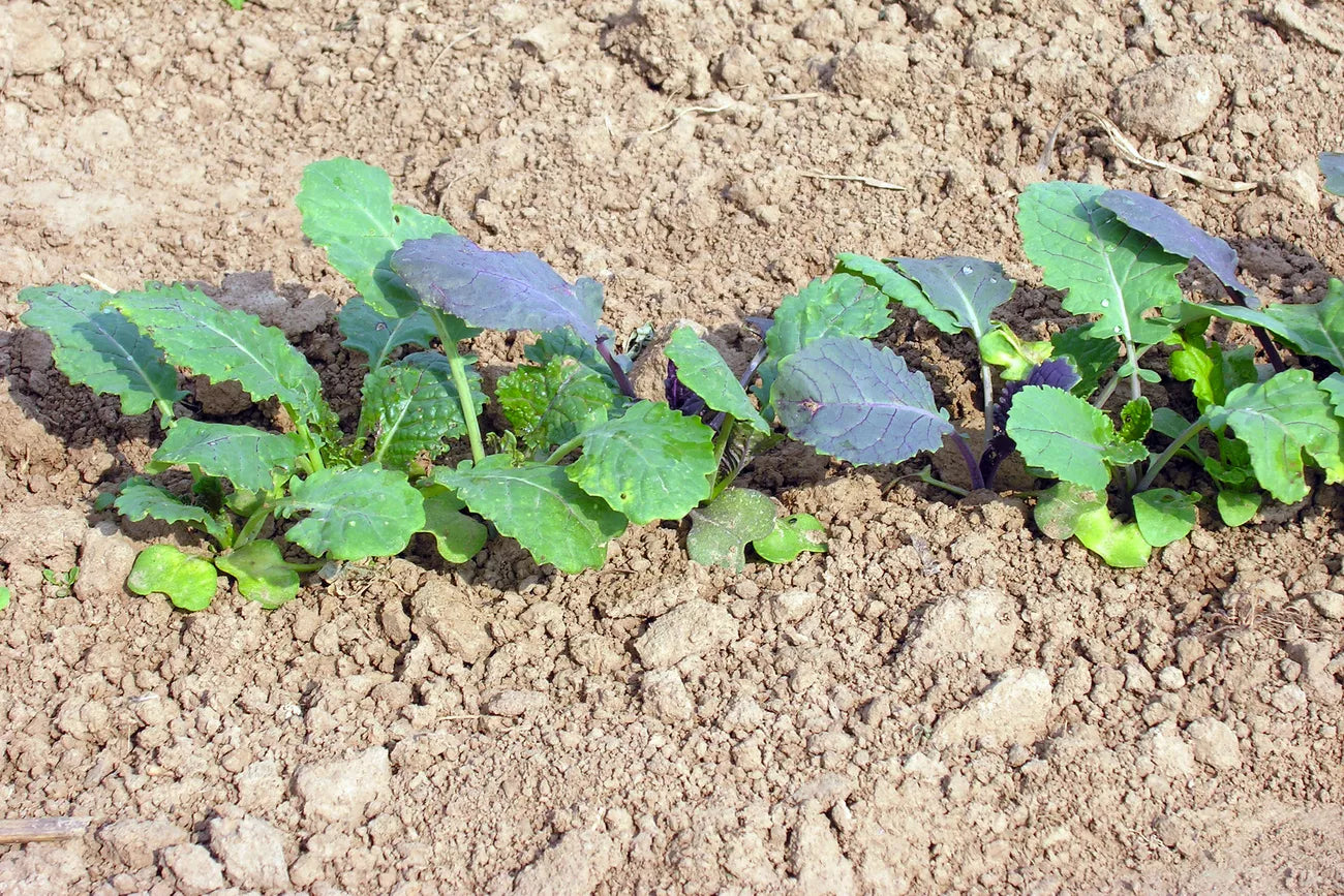 Abessijnse kool Gomenzer (Ethiopische mosterd) biologische zaden