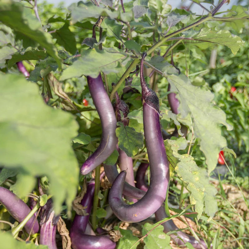 Aubergine Ma-Zu Purple Biologisch