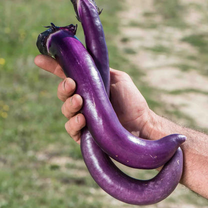 Aubergine Ma-Zu Purple Biologisch