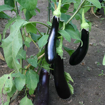 Aubergine Aubergine 'Violetta Lunga 3 Biologisch