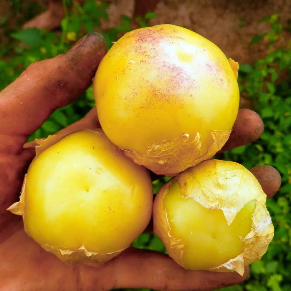 Tomatillo Aurora