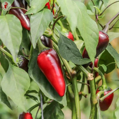 Hete Peper Black Hungarian Biologisch