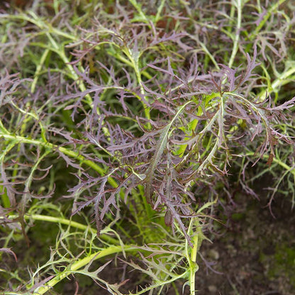 Bladmosterd ‘Purple Frills’  Biologisch