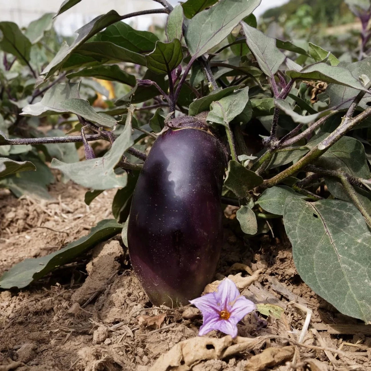 Aubergine Blue Queen biologische zaden