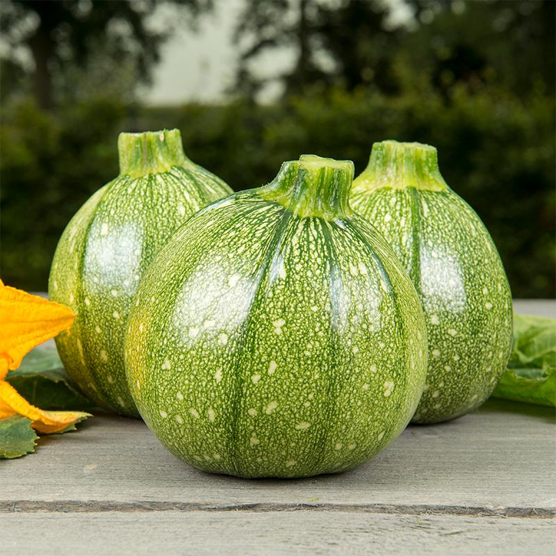 Bolcourgette 'Ola Redonda' Biologisch