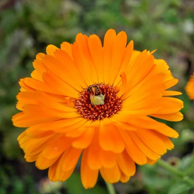 Goudsbloem/Calendula Officinalis