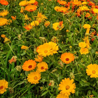 Goudsbloem/Calendula Officinalis