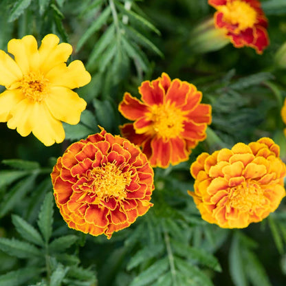 Tagetes China Cat Mix (Afrikaantjes)