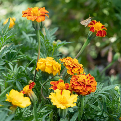 Tagetes China Cat Mix (Afrikaantjes)