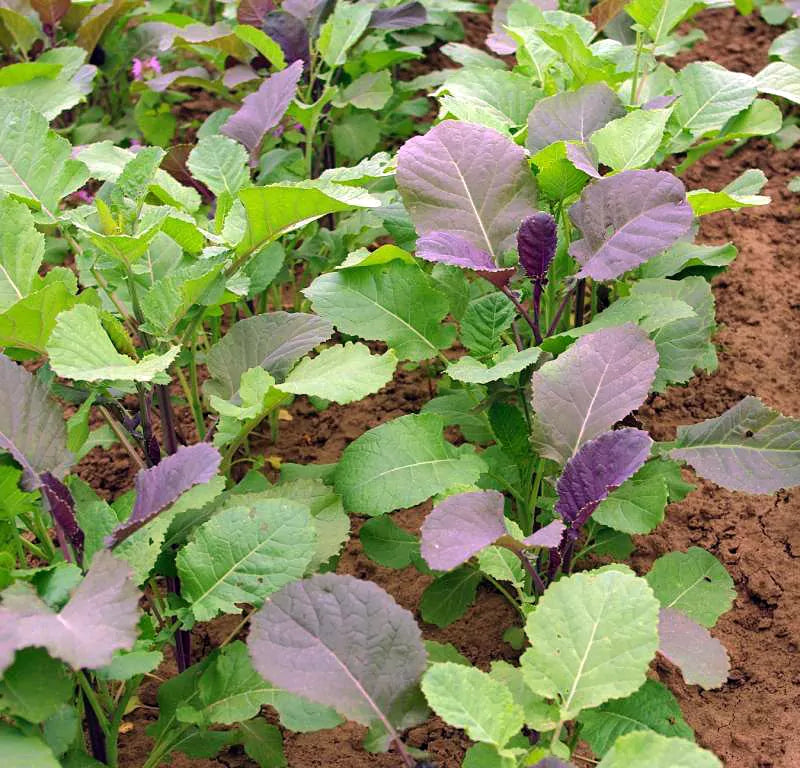 Abessijnse kool Gomenzer (Ethiopische mosterd) biologische zaden