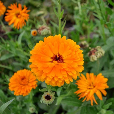 Goudsbloem/Calendula Officinalis