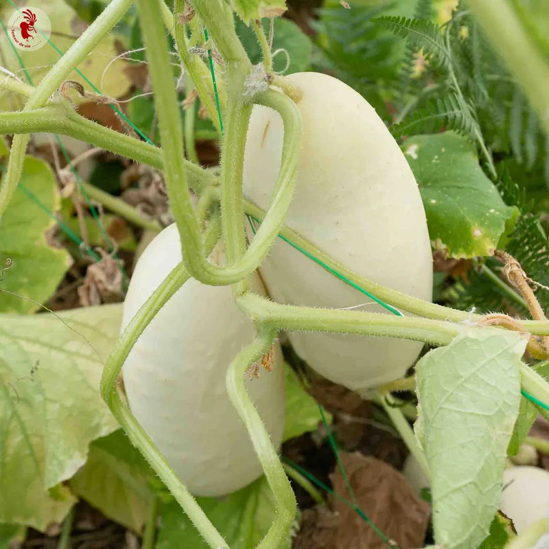 Witte Komkommer Halflang Biologisch