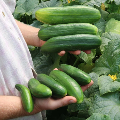 Potkomkommer biologische zaden