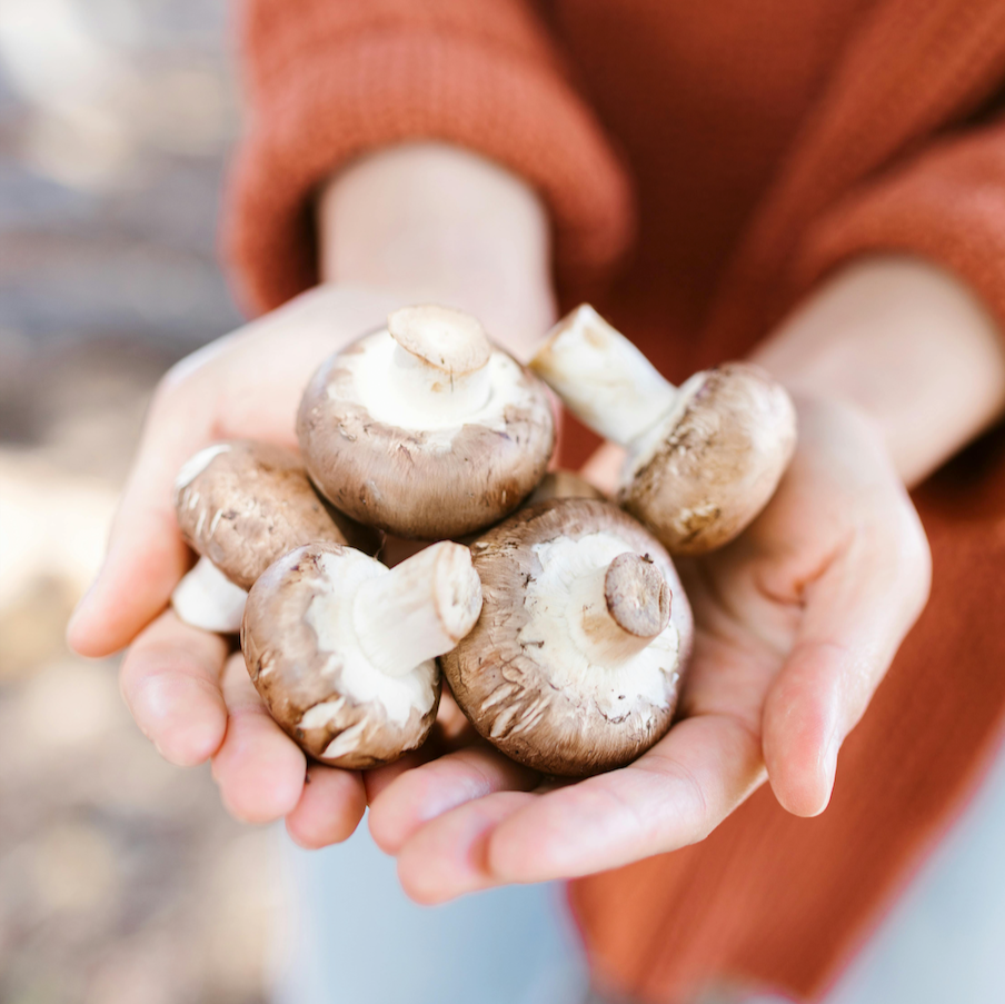 Biologische kweekset kastanjechampignons 3L