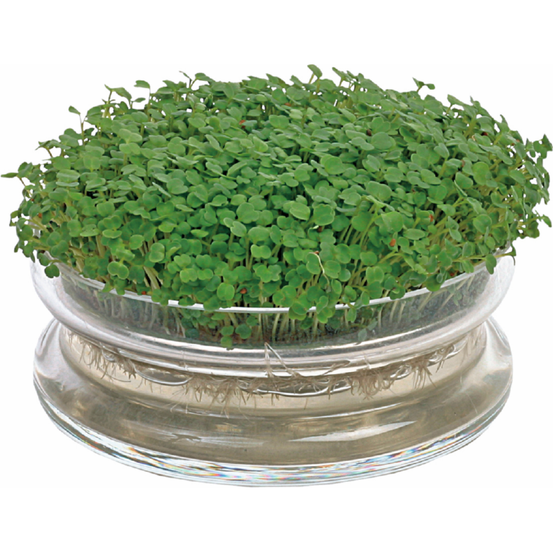 Organic Sprouting Glazen Bowl met Rucola