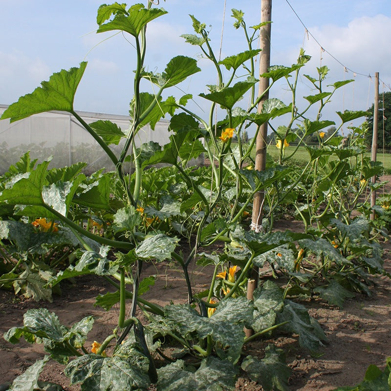 Klimcourgette 'Ola Escaladora' Biologisch