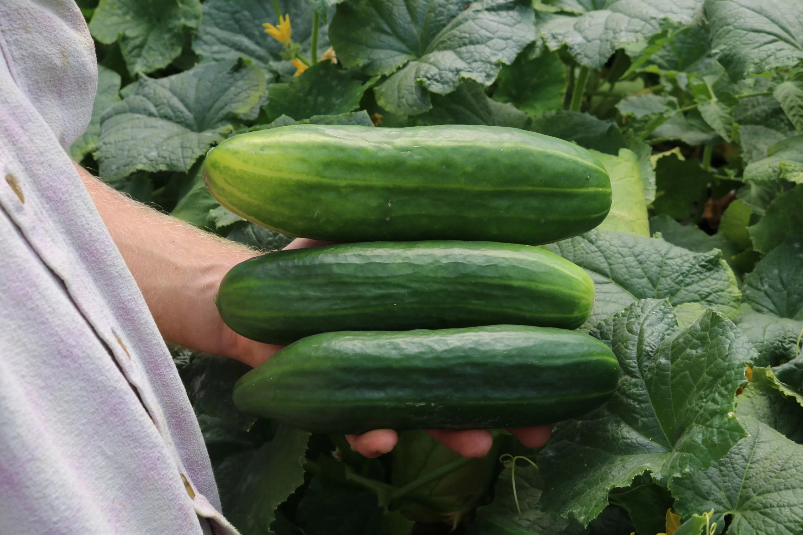 Potkomkommer biologische zaden