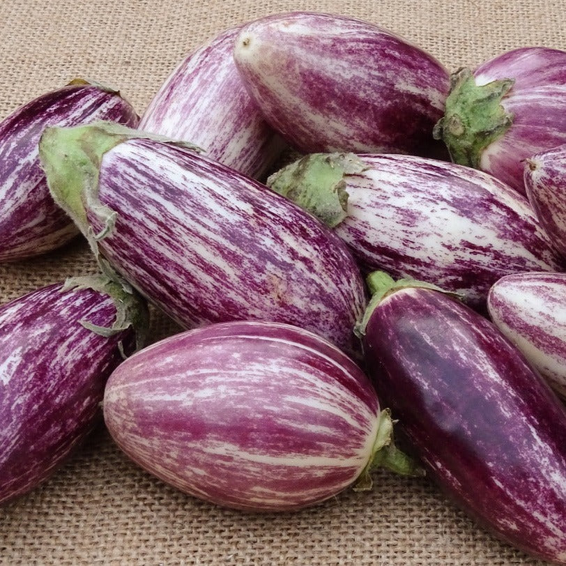 Aubergine Listada de Gandia zaden biologisch