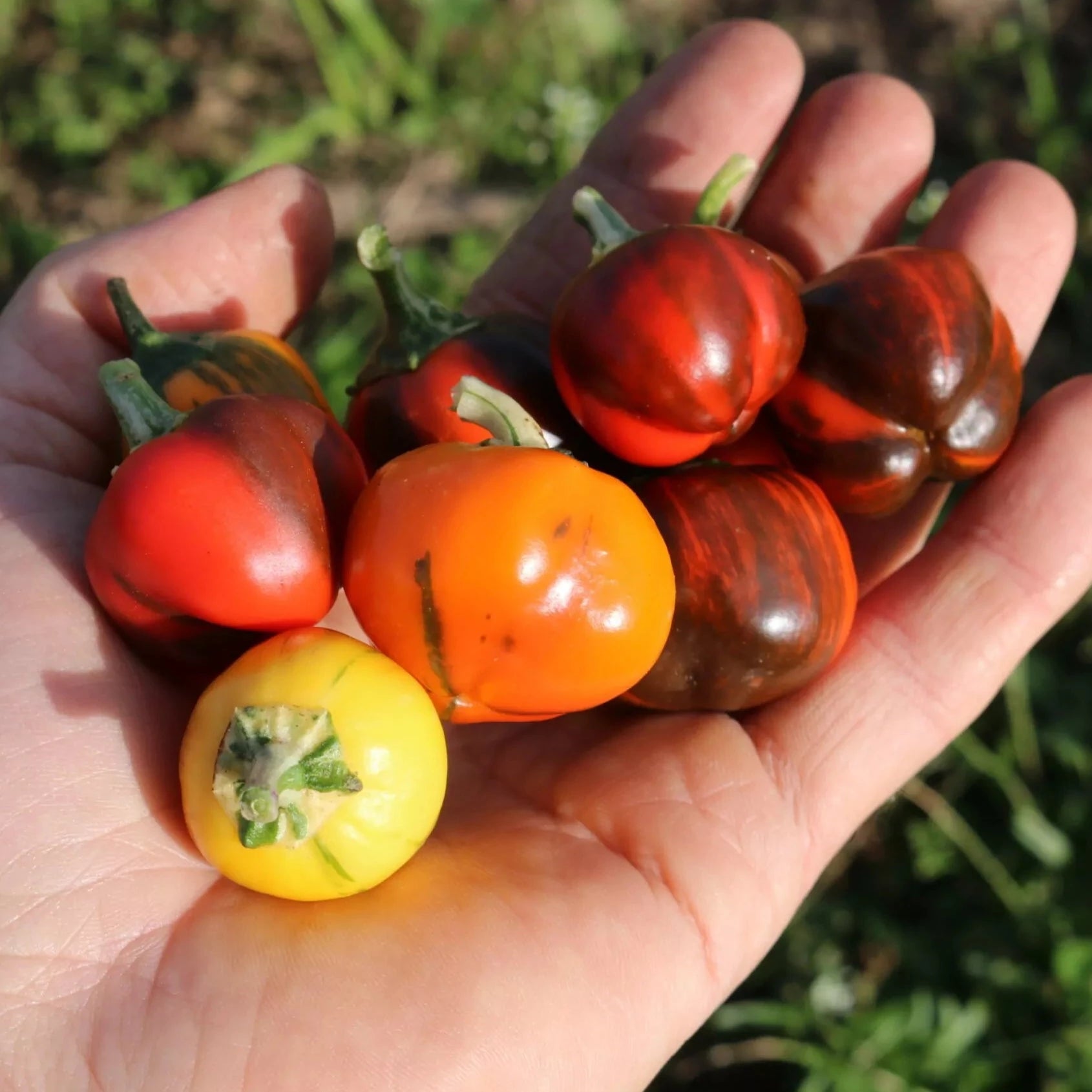 Paprika Madame Paraplü biologische zaden