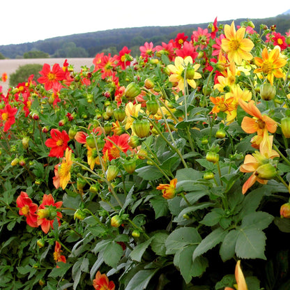 Eetbare dahlia's Mignon biologische zaden