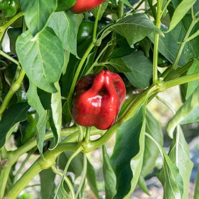 Milde Chili Peper Late Ancho Gigantea Biologisch