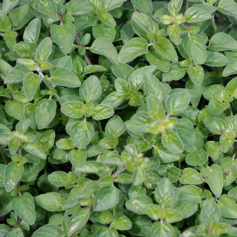 Oregano zaden biologisch