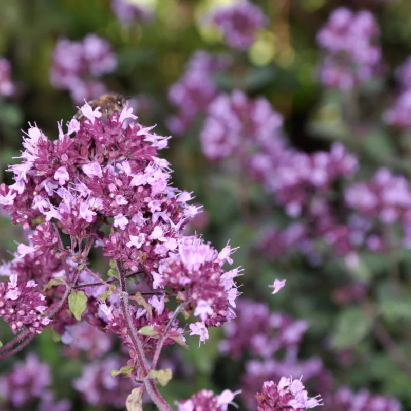 Oregano zaden biologisch