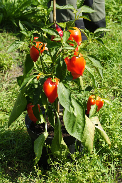 Paprika Roter Augsburger biologische zaden