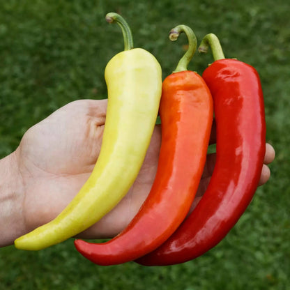 Paprika Sweet Banana biologische zaden