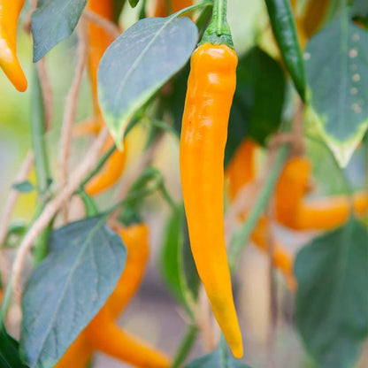 Peper 'Koh Tao' Biologisch