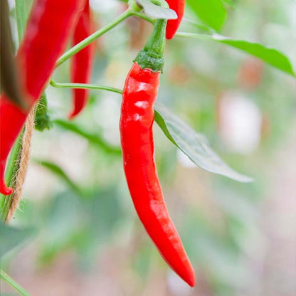 Peper 'Westlandse Lange Rode' Biologisch