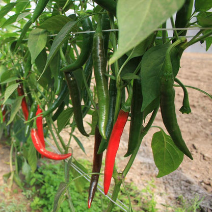 Peper 'Westlandse Lange Rode' Biologisch