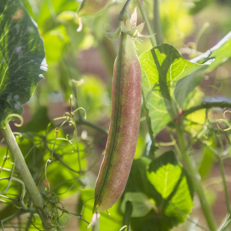 Spring Blush Peulen Biologisch