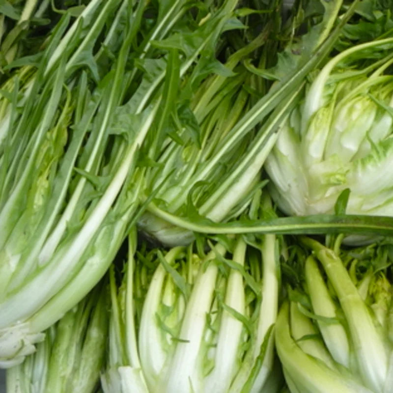 Puntarelle Di Galatina Biologisch