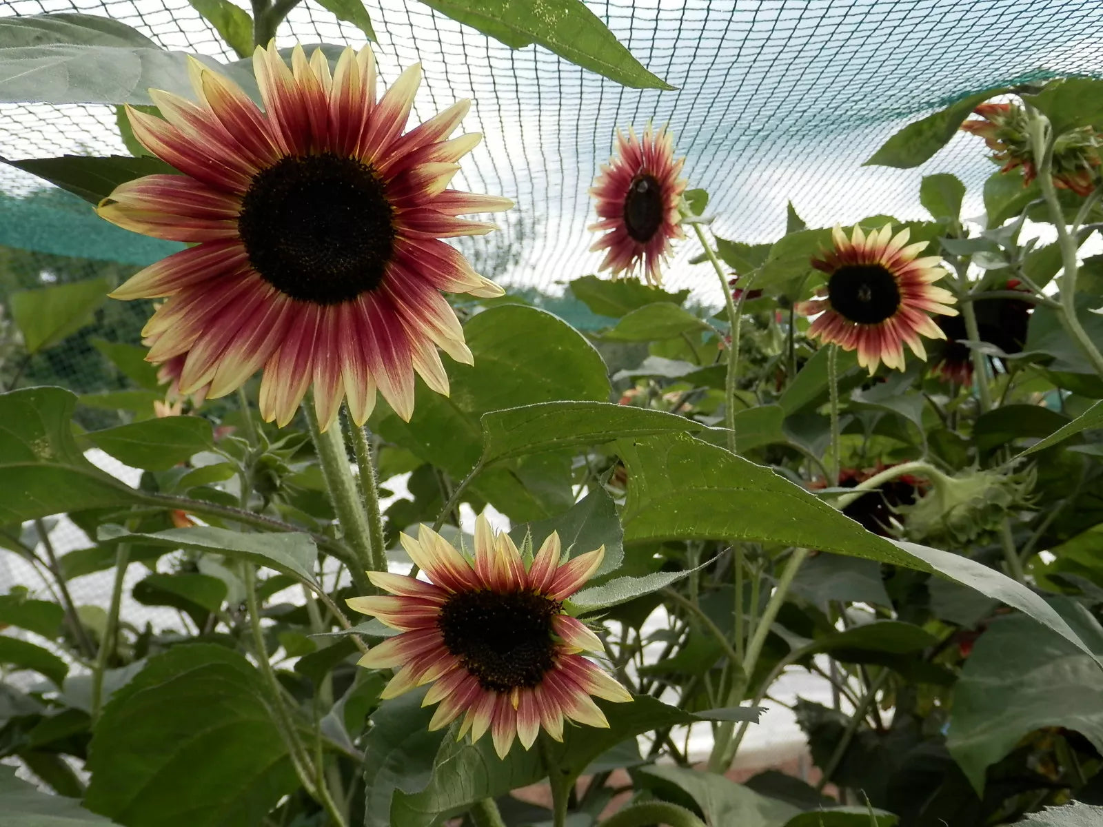 Rode zonnebloem biologische zaden