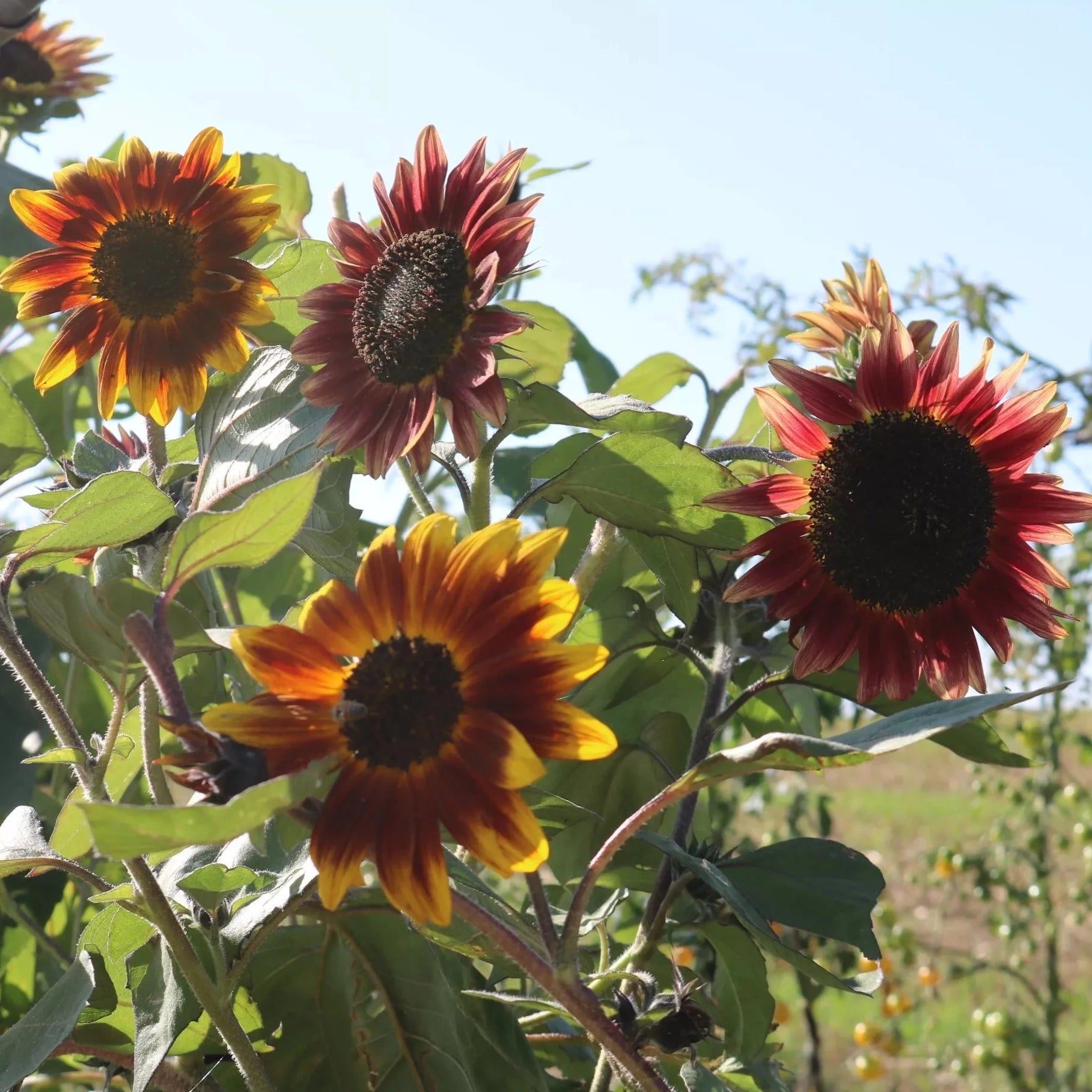 Rode zonnebloem biologische zaden