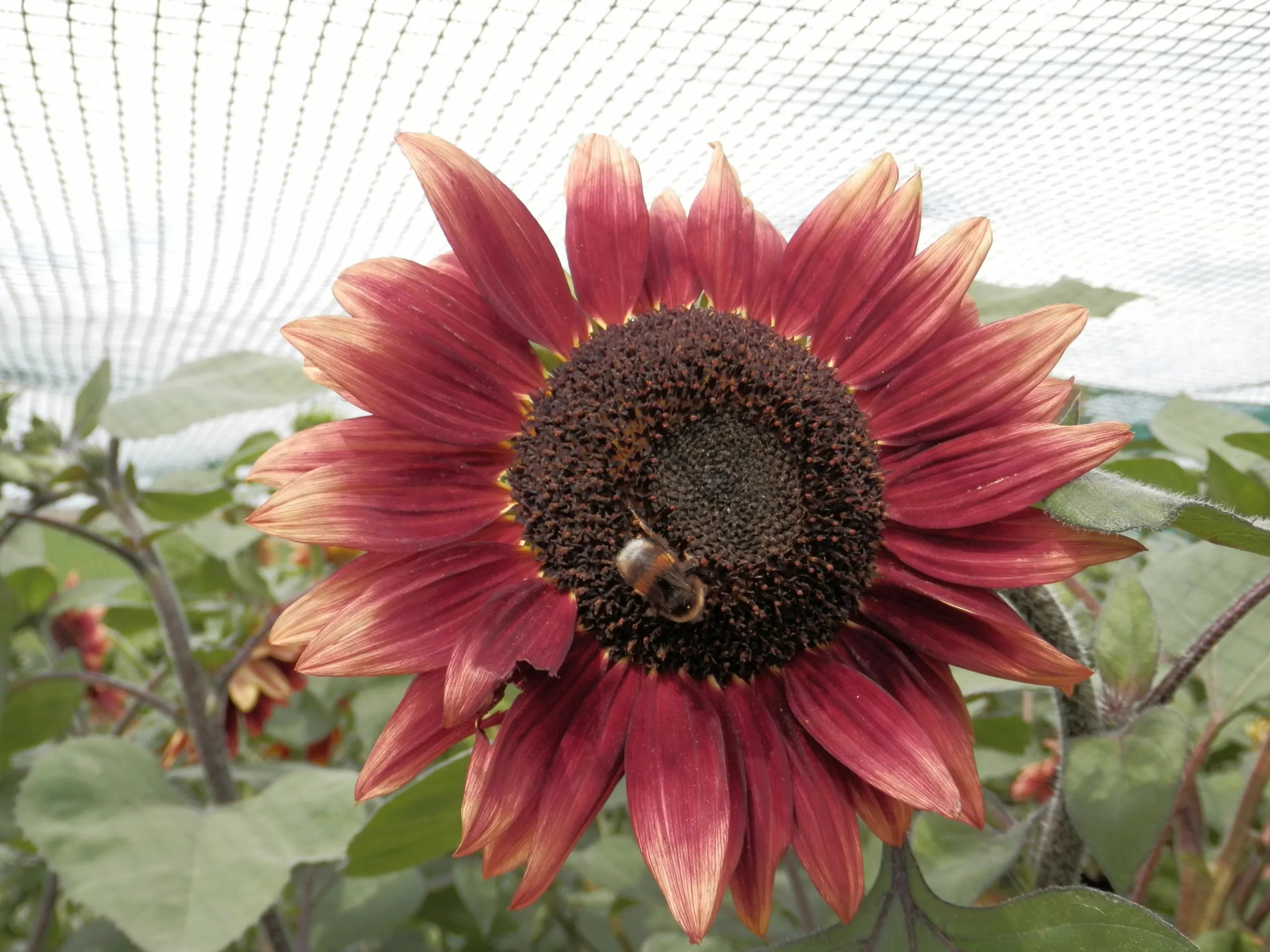 Rode zonnebloem biologische zaden