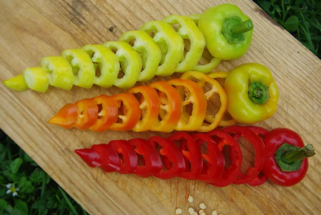 Paprika Roter Augsburger biologische zaden