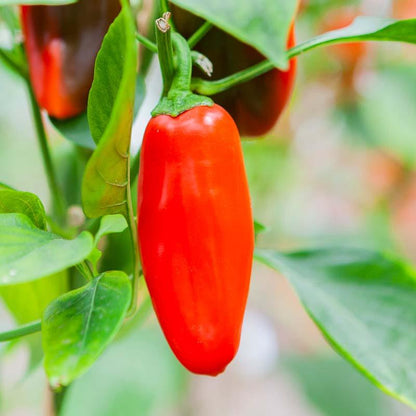 Snackpaprika 'Arwen' Biologisch