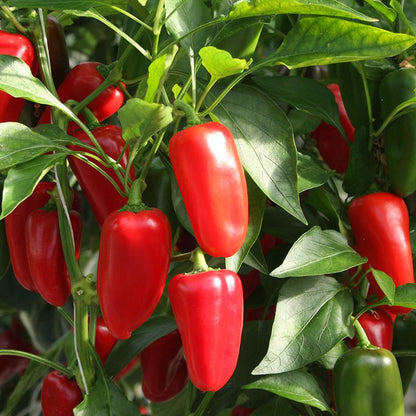 Snackpaprika 'Arwen' Biologisch