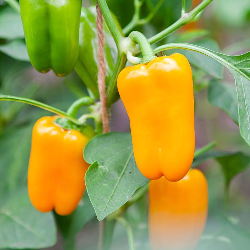 Snackpaprika 'Radja' Biologisch