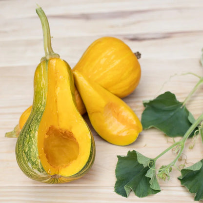 Butternut Sonca Orange Biologisch