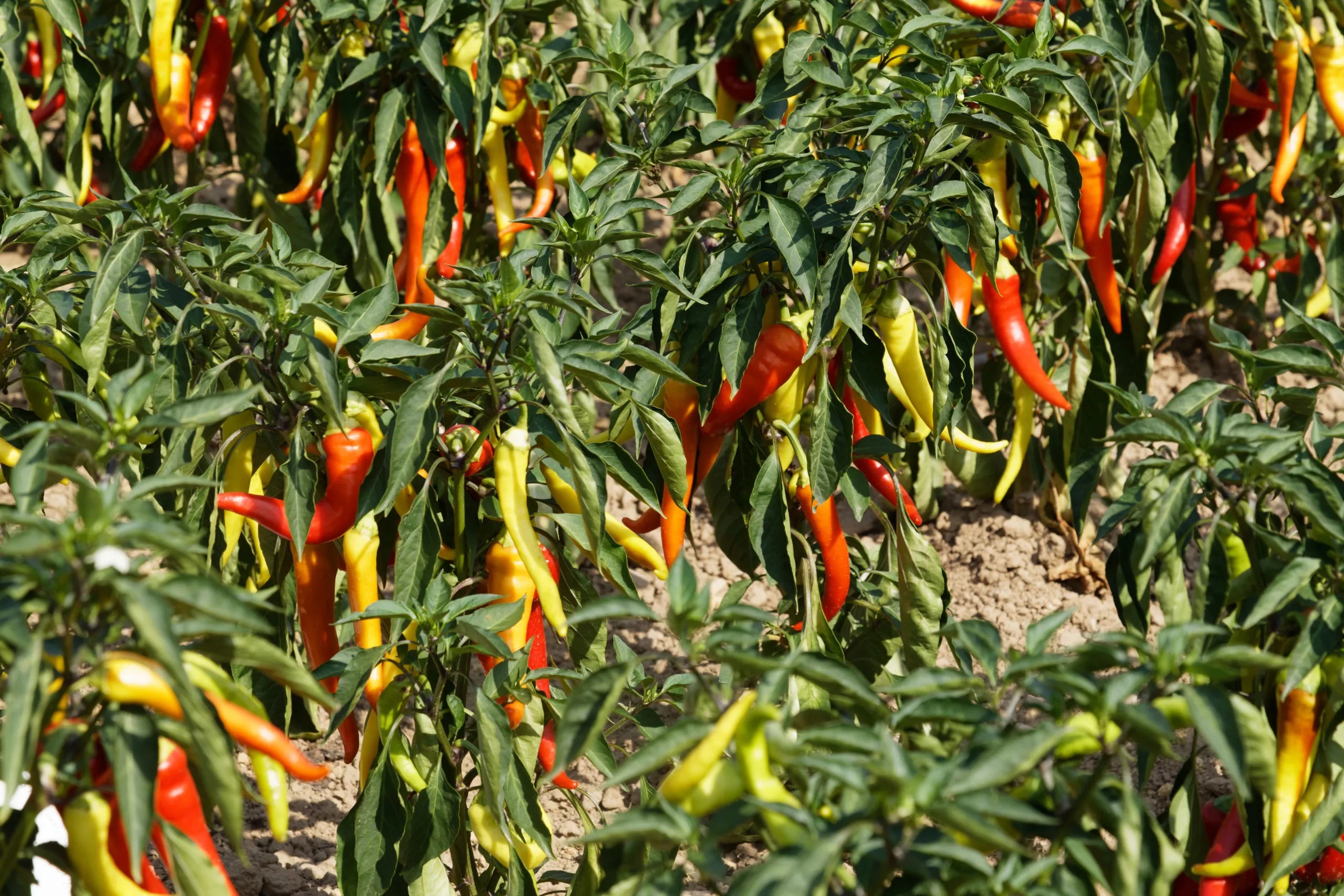 Paprika Sweet Banana biologische zaden