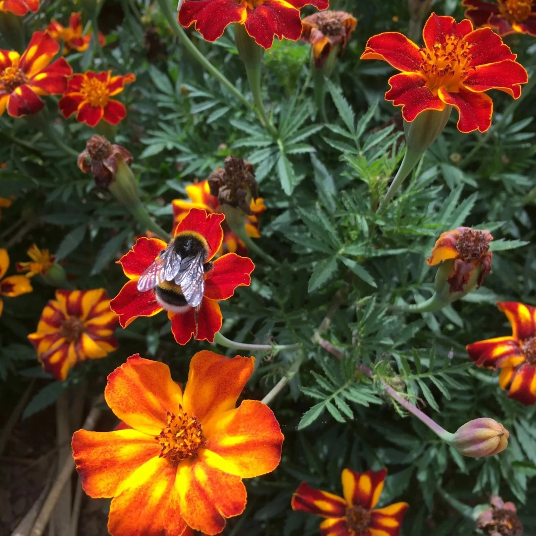 Tagetes Kolibri (Afrikaantjes) biologische zaden