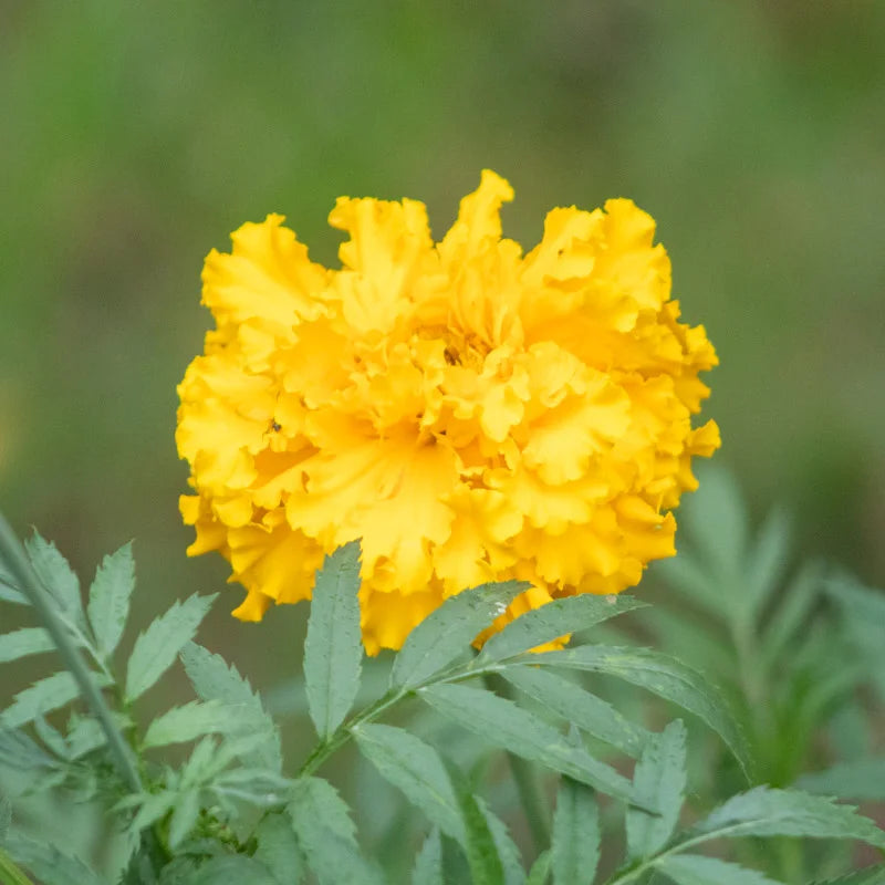 Tagetes Jack’s Crackers Mix (Afrikaantjes)